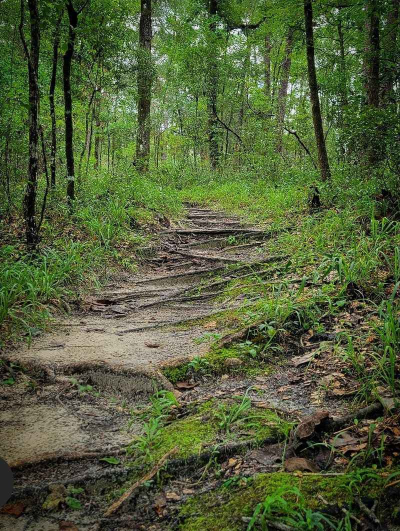 Surprisingly Rugged Terrain For Florida