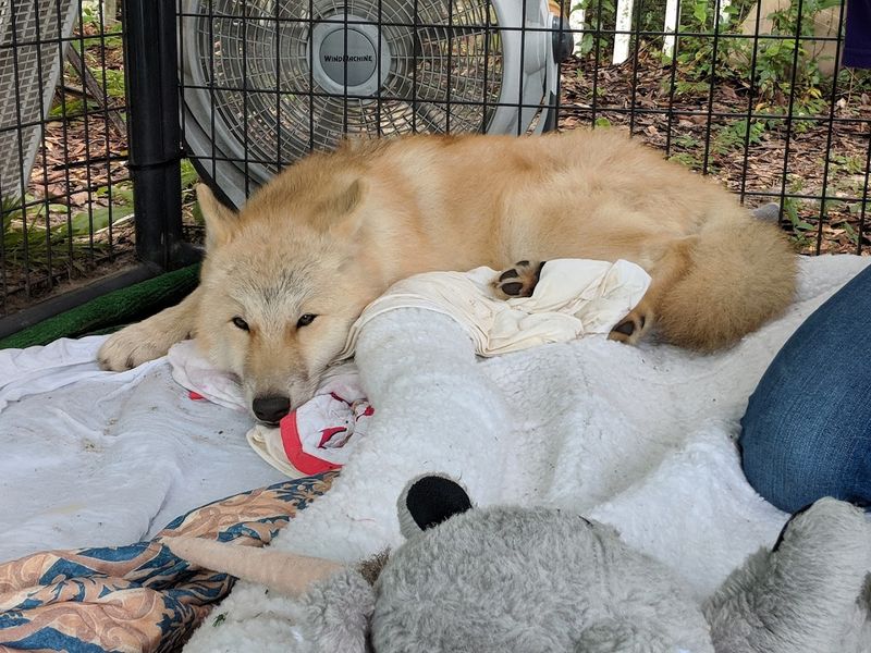 Photography Opportunities In A Controlled Setting