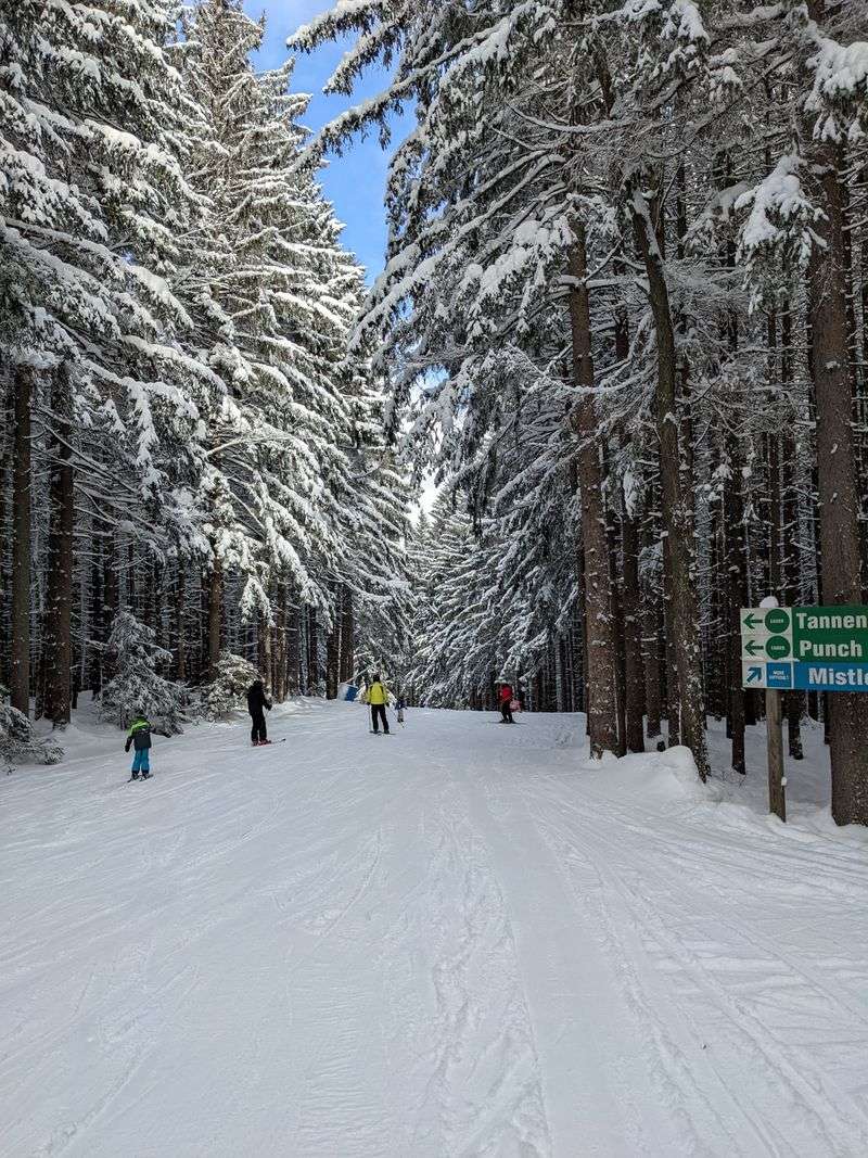 Glades, Snowfall, And The Quiet Between Trees