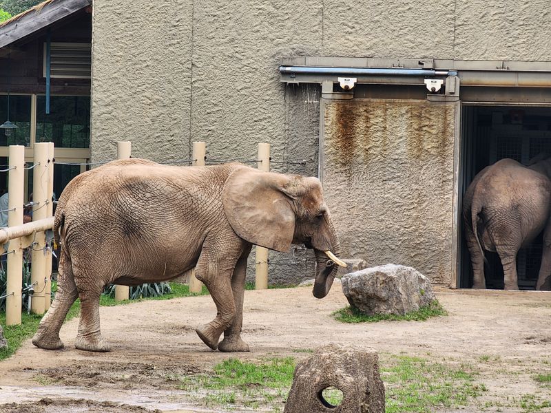 Meeting The African Elephants Up Close