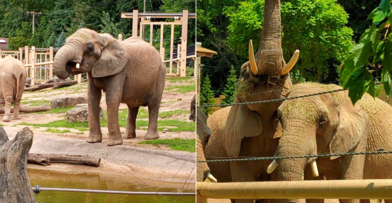 You Can Meet Real Elephants Up Close At This Hidden Zoo Experience In New York