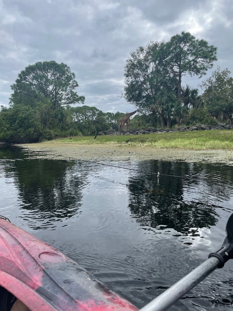 It's One Of The Only Zoos In The Country Offering A Kayak Safari