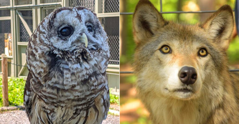 10 New York Wildlife Rescues Where You Can See Animals Up Close
