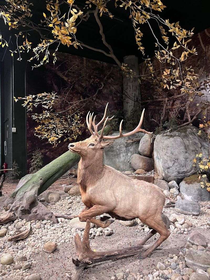 The New York State Museum 