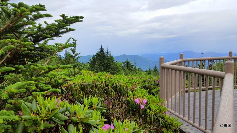 Roan Mountain Rhododendron Gardens, Carvers Gap