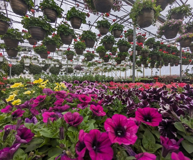 Windy Acres Flower Farm — East Chatham