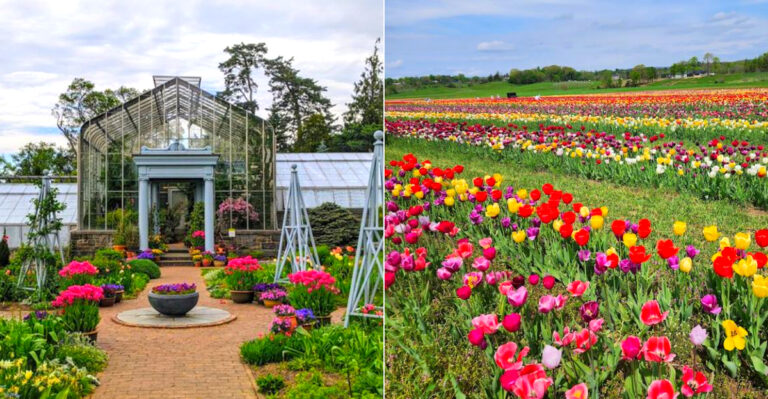 9 Beautiful Flower Farms In New York You Must Visit This Spring