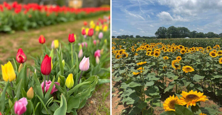9 Beautiful Flower Farms In South Carolina Worth Visiting This Spring