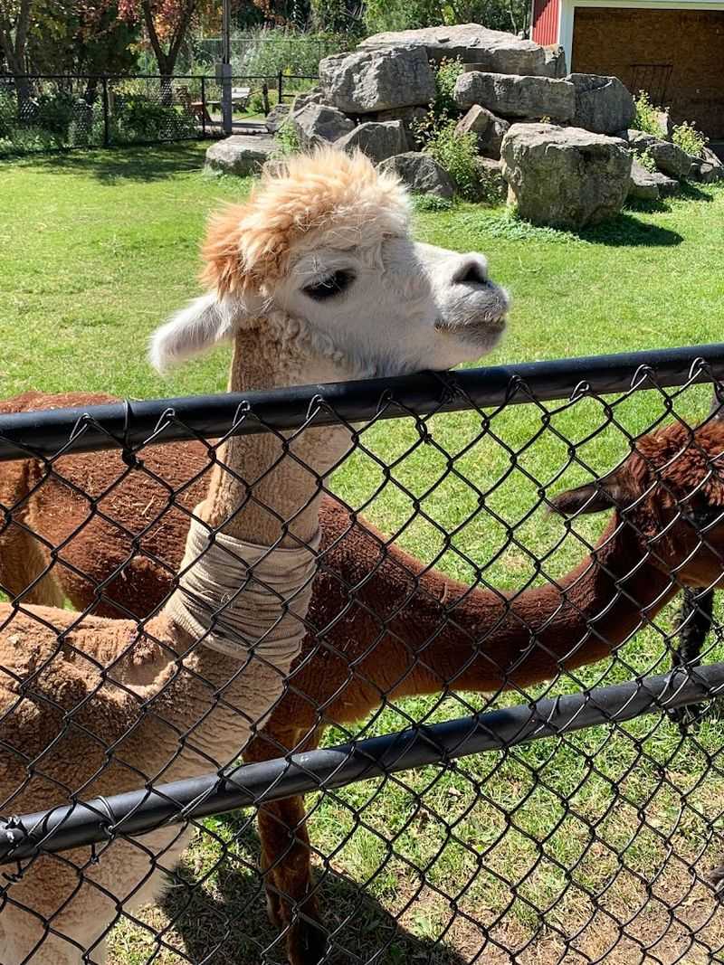 Animal Encounters That Bring Visitors Up Close