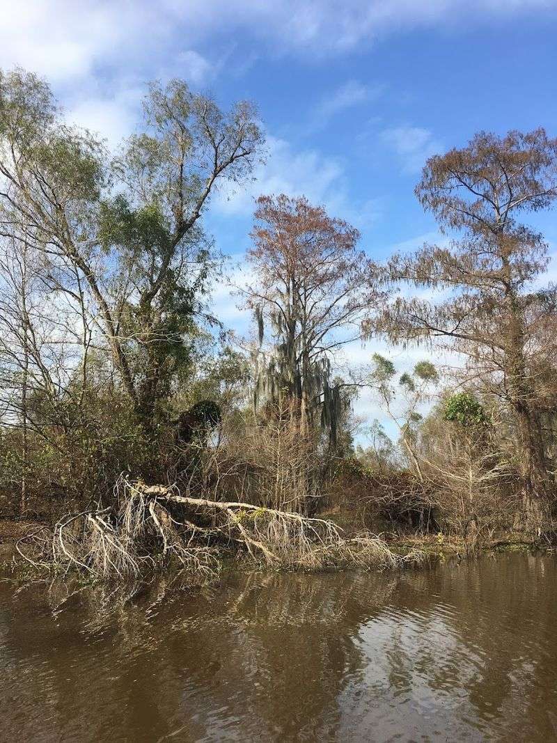 Lake Martin's Quiet Swamps Hold Hidden Wildlife