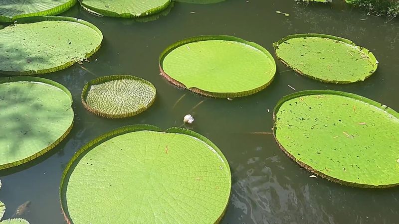 The Giant Lily Pads That Can Grow Several Feet Across