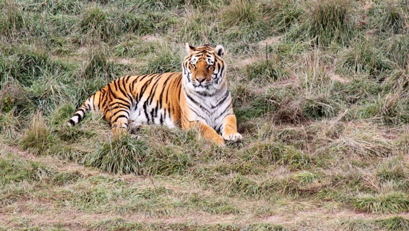 Home To Rescued Lions, Tigers, Bears, And Wolves