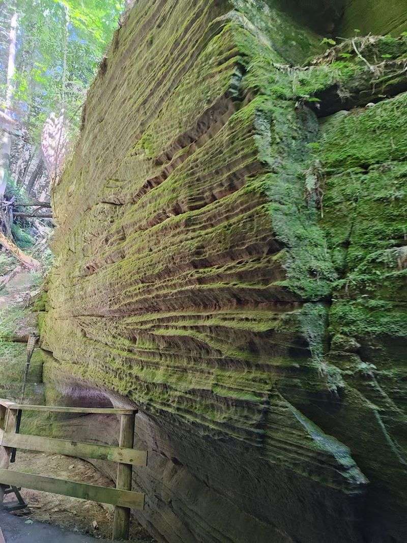 Ferns And Moss Thrive In The Moist Canyon Air