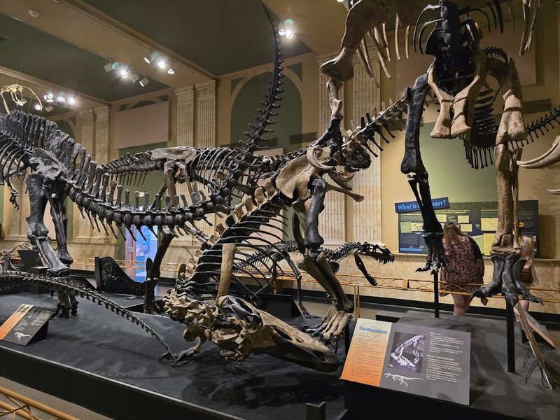 Home To Life-Size Dinosaur Skeleton Casts