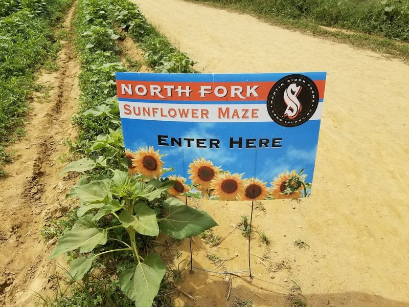 North Fork Sunflower Maze: What You Need To Know Before You Go