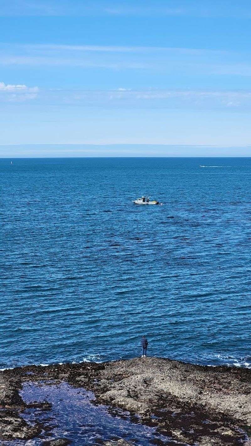 Seasonal Whale Watching Along The Shoreline