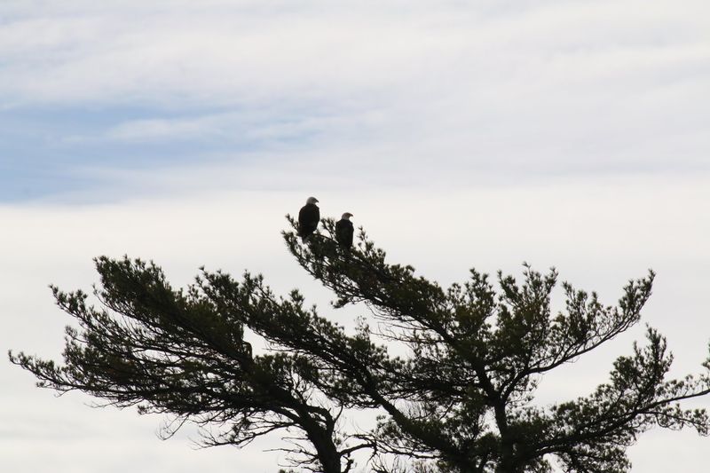 Home To Moose, Eagles, And Black Bears