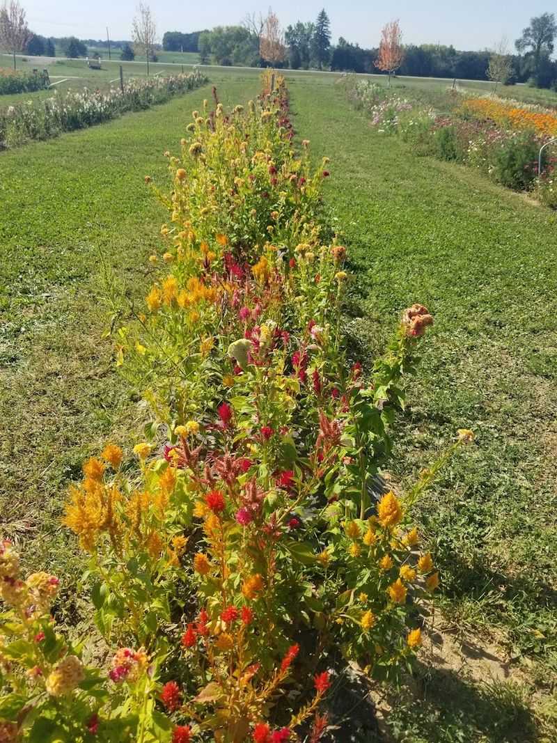 A Small Wisconsin Farm That Brings Big Colour To Spring