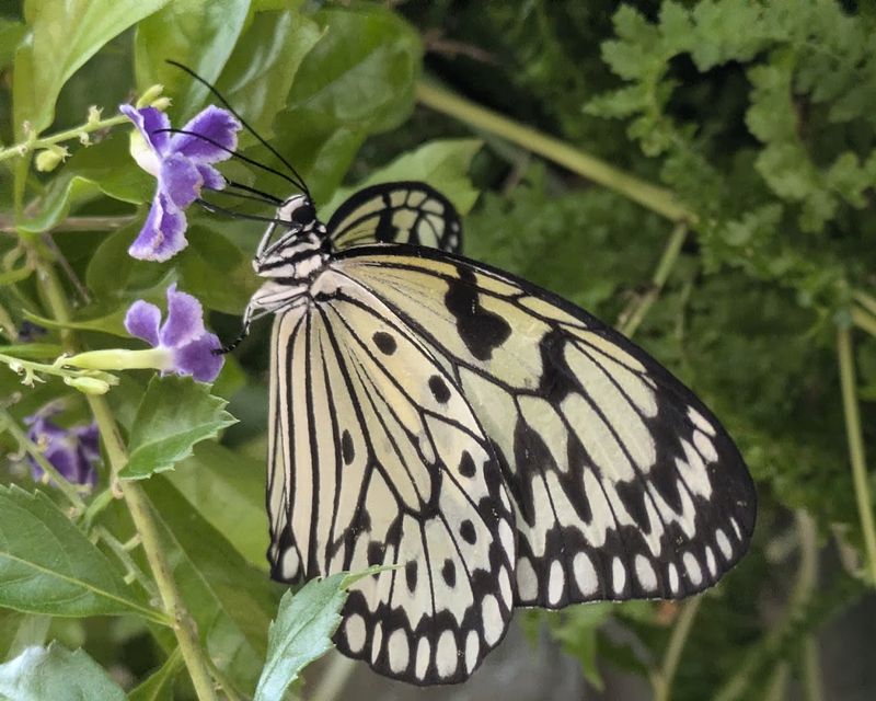 The Butterfly Garden Filled With Colorful Species