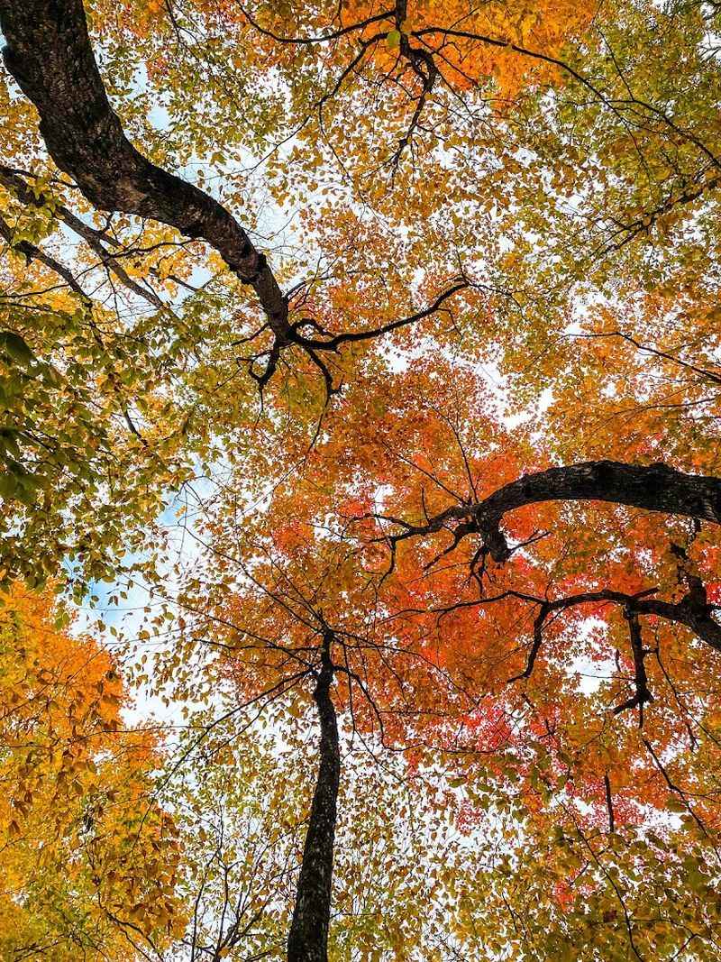 Forest Scenery That Changes Beautifully With The Seasons
