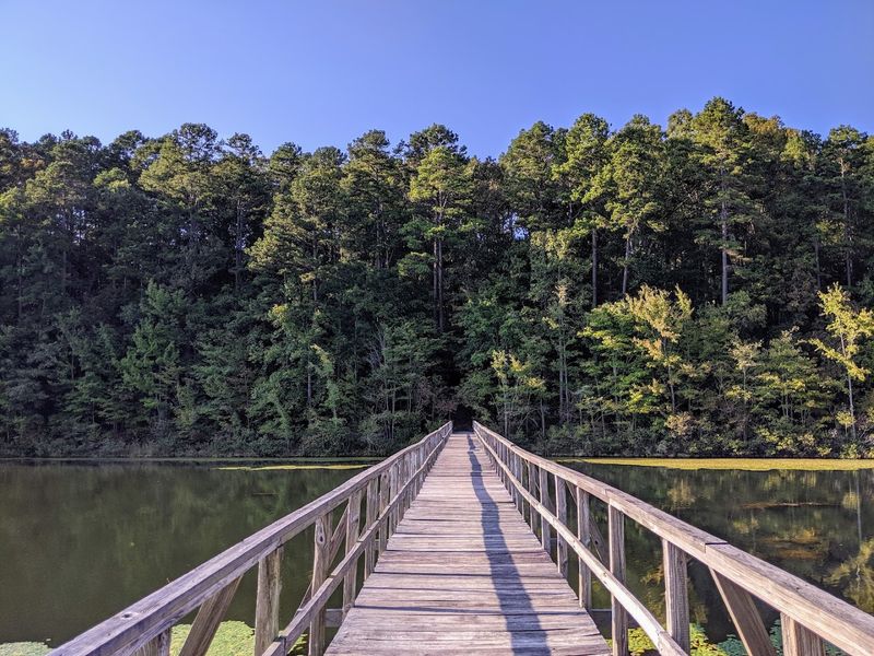 The Dismal Swamp Boardwalk Is Unlike Anything Else In The State