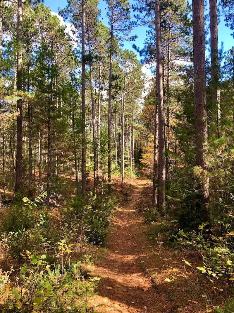 Towering Pines And Mixed Hardwood Forest Surround The Trail