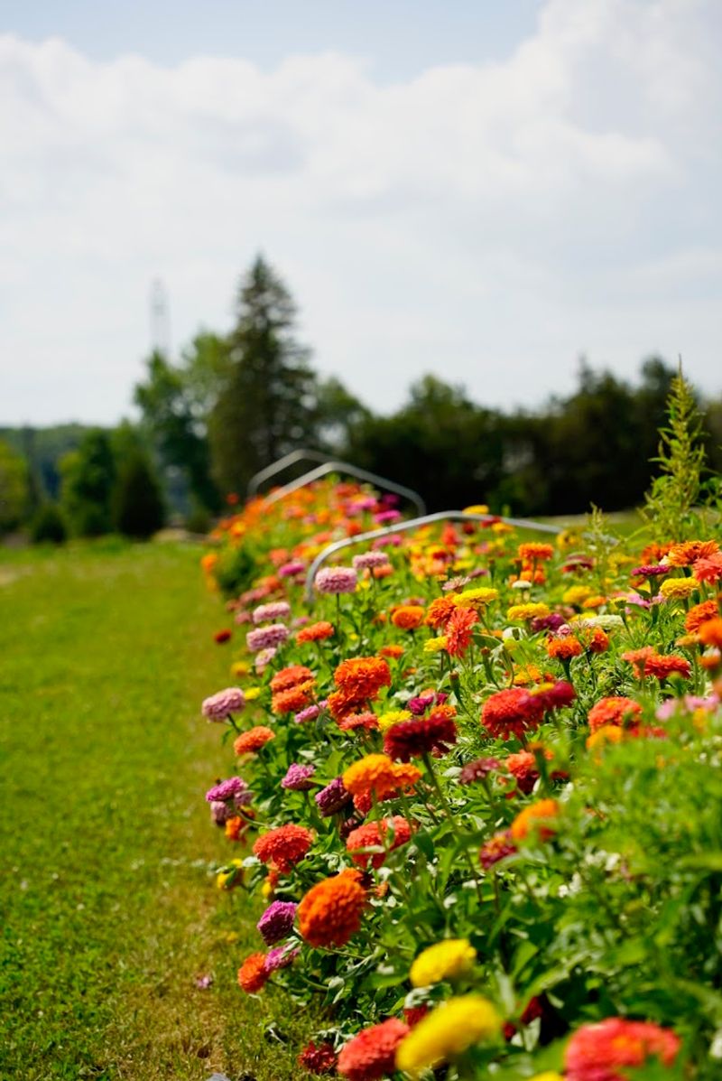 U-Pick Flower Fields Where Guests Create Their Own Bouquets