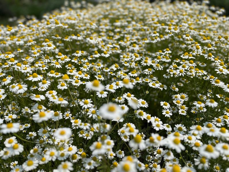 Designed To Encourage Slow Walks And Quiet Moments