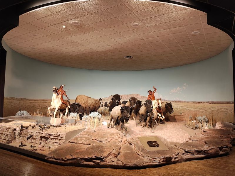 Natural History Displays Covering Fossils And Wildlife