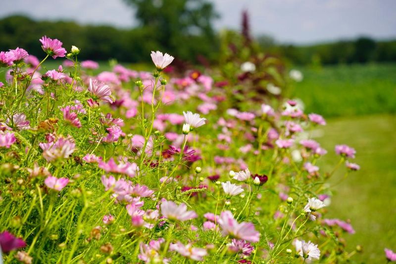 A Scenic Countryside Setting Perfect For Spring Photos
