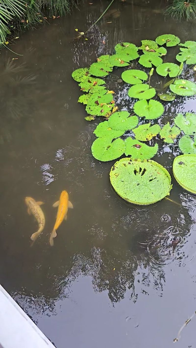 The Tropical Water Garden That Draws Photographers And Garden Lovers
