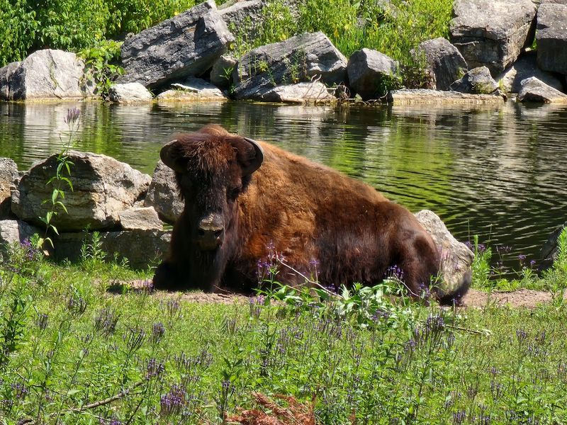 Wild Encounter Programs With Zoo Animals
