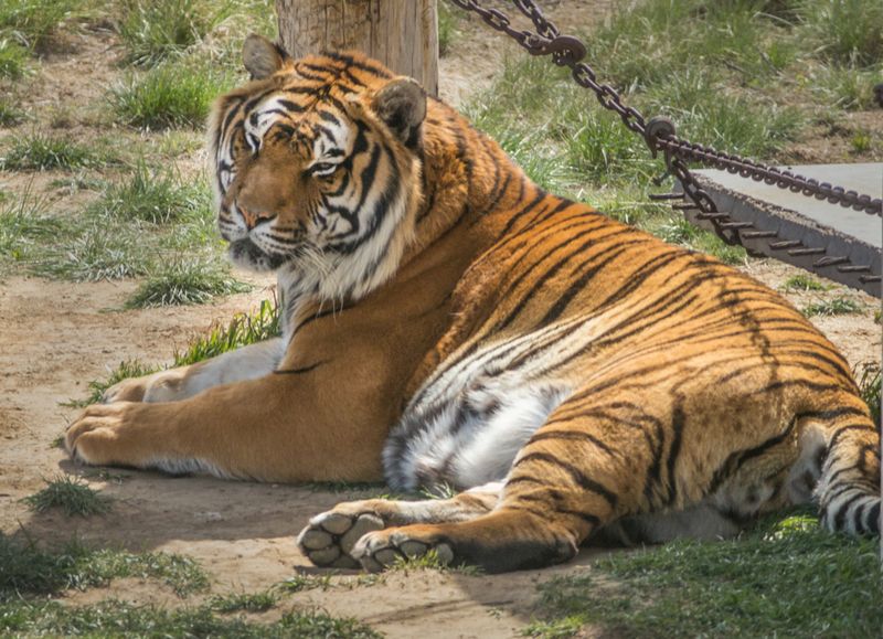 A Nonprofit Sanctuary Focused On Wildlife Protection