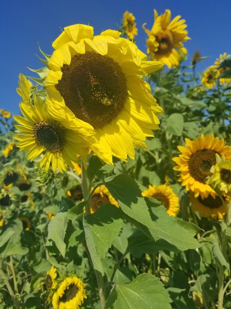 A Local Flower Destination That Celebrates Nature