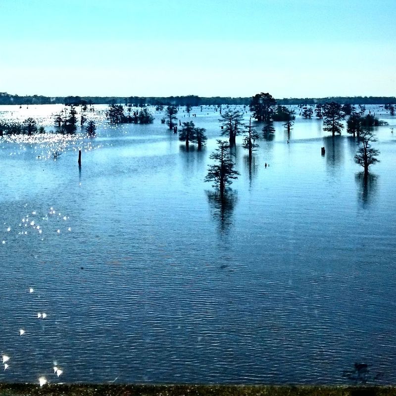 Scenic Bayou Views That Locals Love