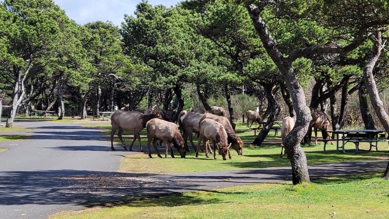 Nehalem Bay State Park Just Minutes From Town