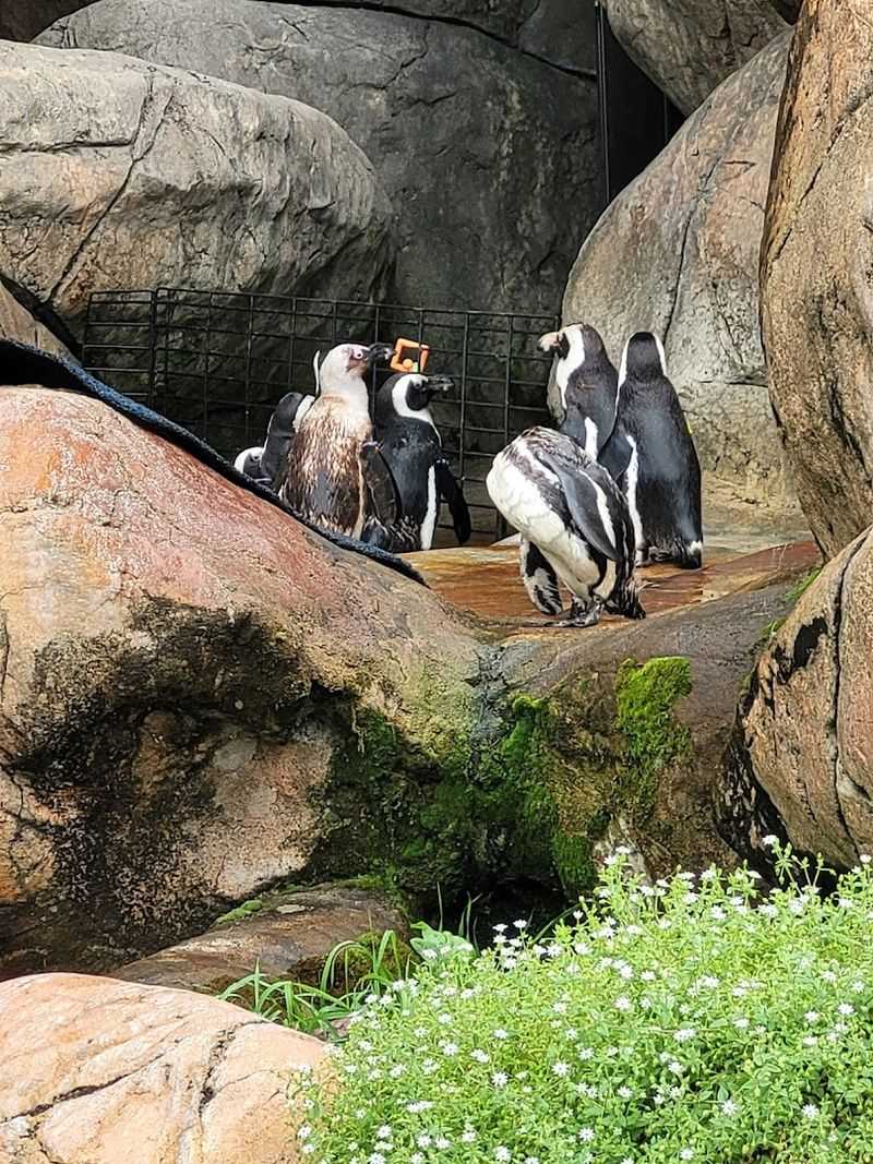 Naturalistic Habitats Designed For Animal Comfort