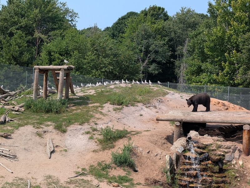 How The Ranch Helps Provide A Safe Home For Bears