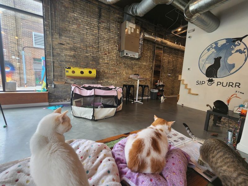 Milwaukee's First Cat Café Opened In 2018 And Still Draws Crowds