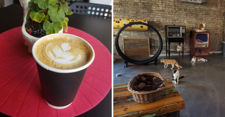 A Wisconsin Café Where Rescue Cats Wander Freely While You Enjoy Your Drink