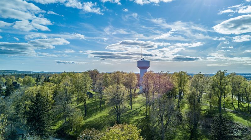 Gray Wolves That Will Stop You In Your Tracks