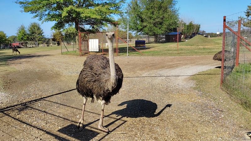 Ostriches Acting As Security And Other Unexpected Highlights