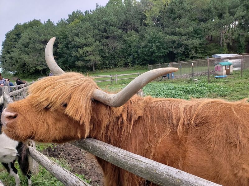 Indian Ladder Farms Baby Animal Days (Altamont)