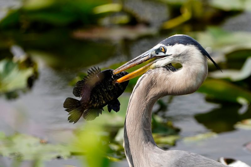 Wading Birds And Wildlife Appear Throughout The Ride