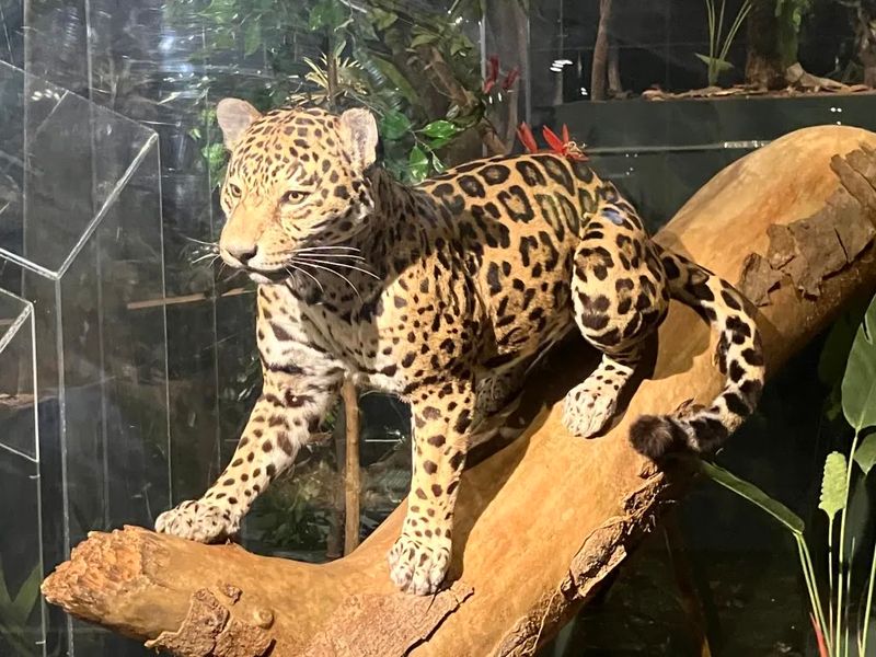 A Lush Tropical Rainforest Exhibit