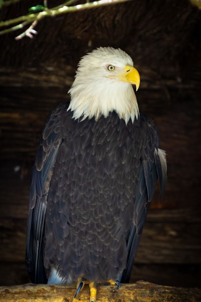 A Popular Giraffe Feeding Experience