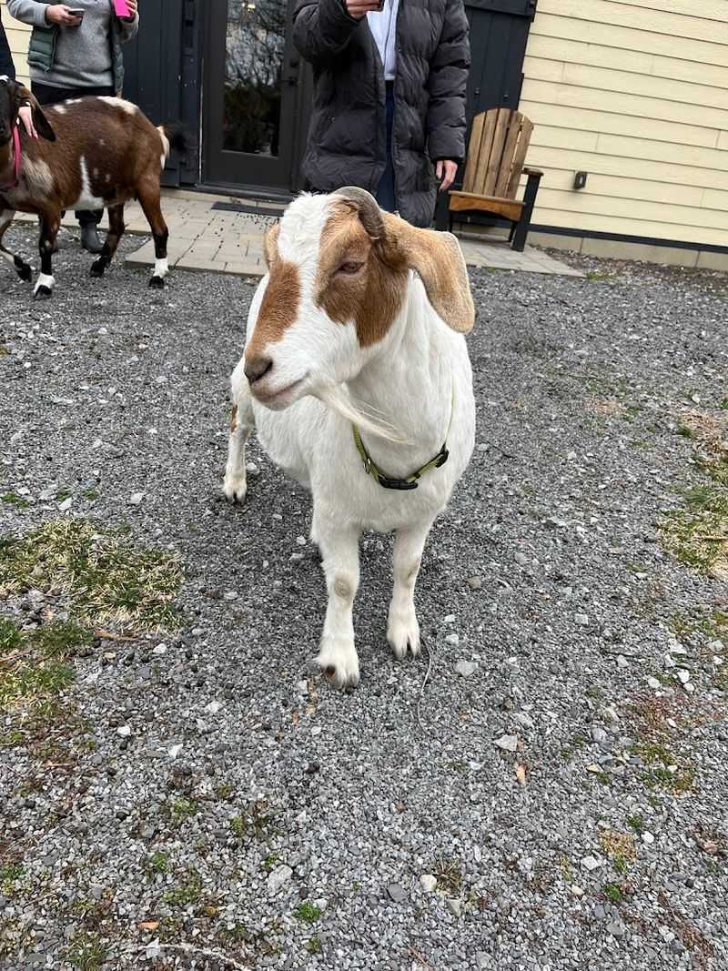 Goats, Chickens, And The Living Side Of A Historic Property