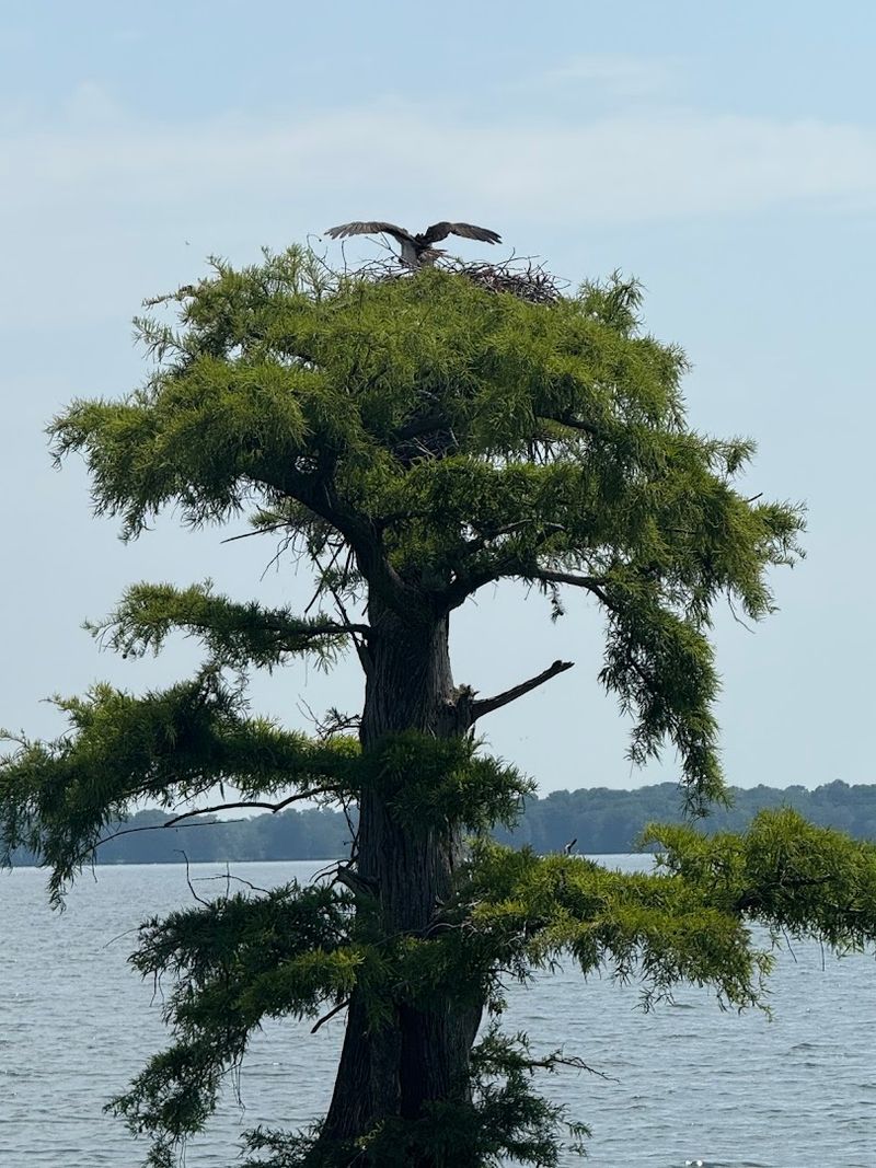 See Thousands Of Bald Eagles At Reelfoot Lake