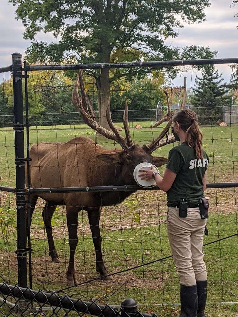 Elk And Other Large Mammals Roaming Their Habitat