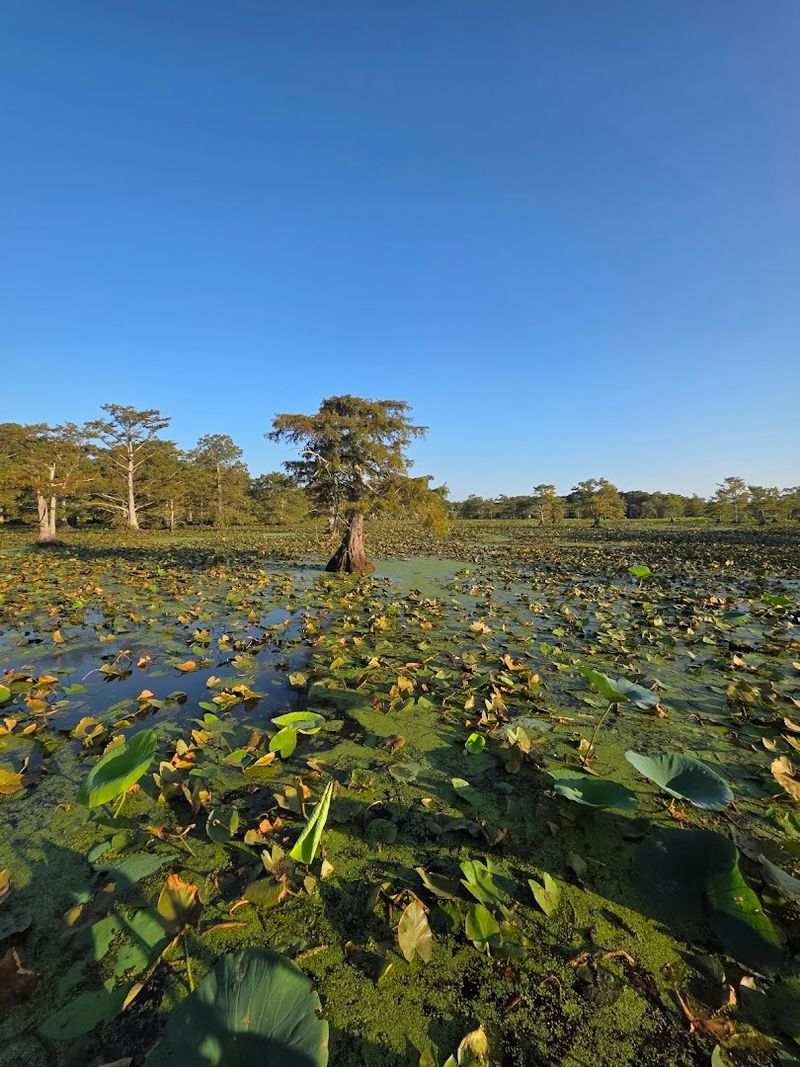 Fishing On A Lake Unlike Any Other In The South